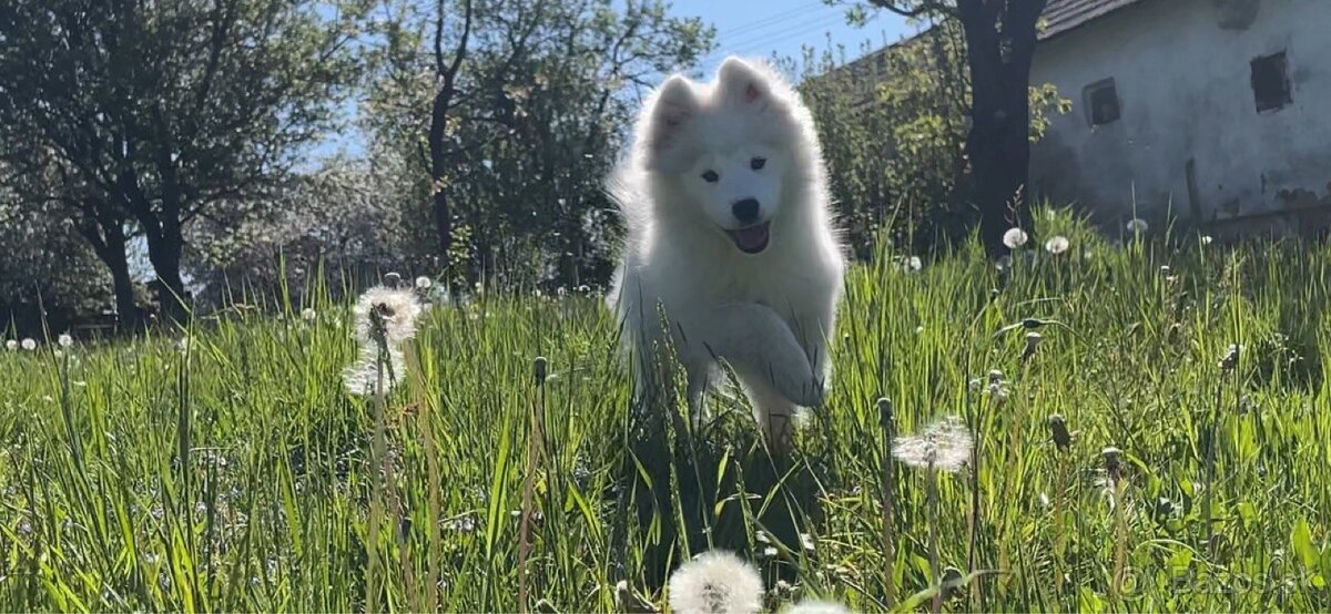 Samojed šteniatka na predaj - 3