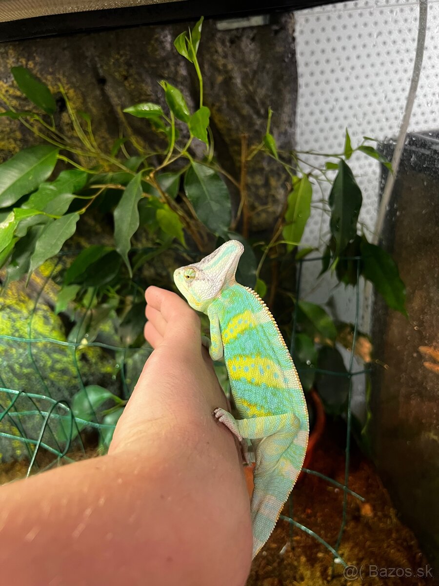 Chameleon jemenský - 3