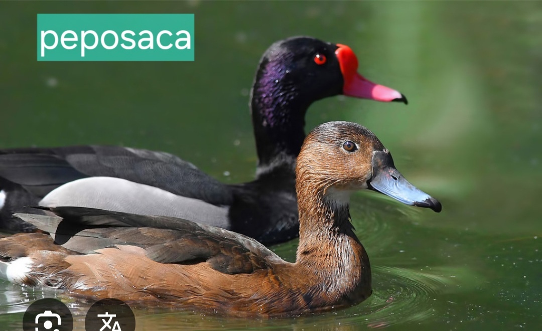 OKRASNÉ VODNÉ VTÁCTVO aktuálne ku dňu 17.10.2025 - 3