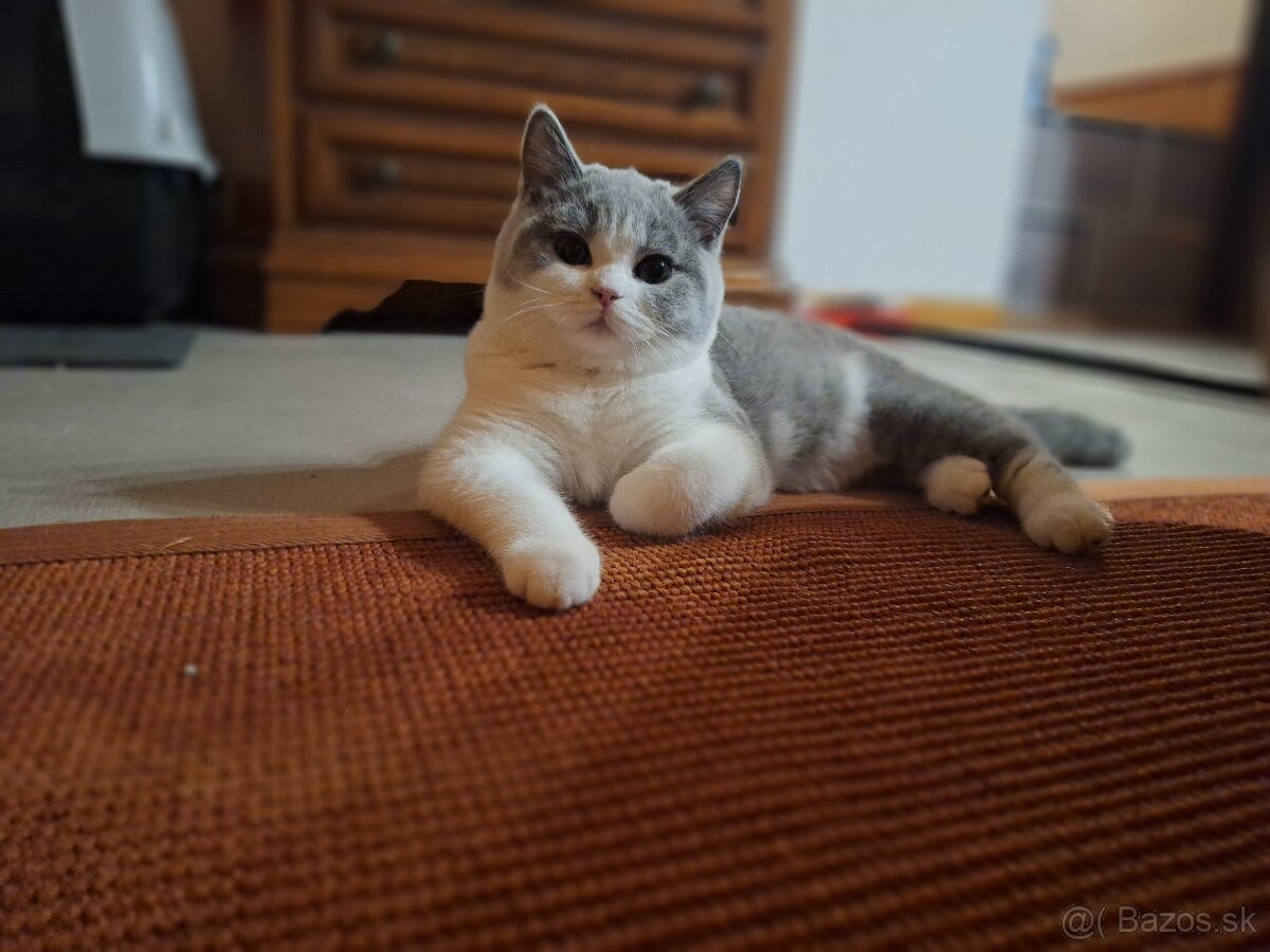 Britská bicolor mačička s PP už k odberu - 3