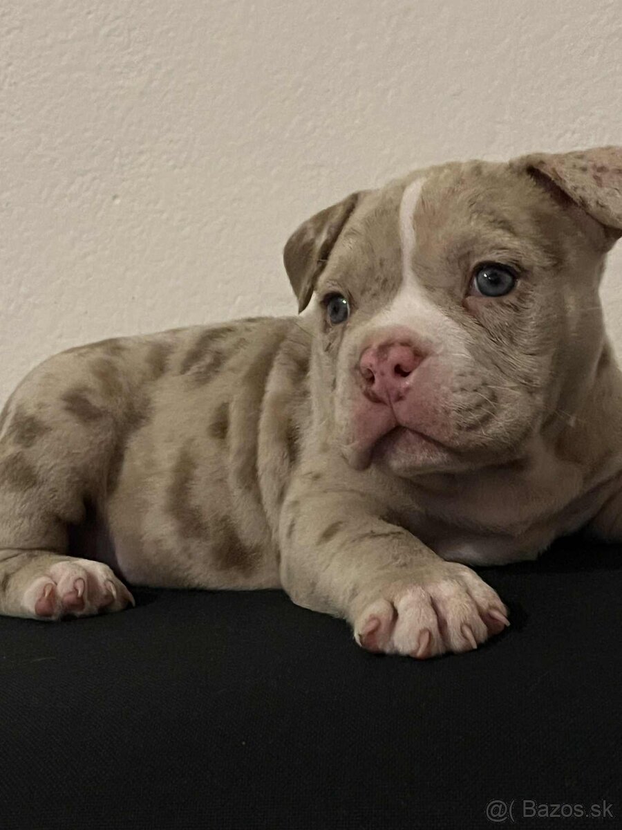 American bully pocket - 3