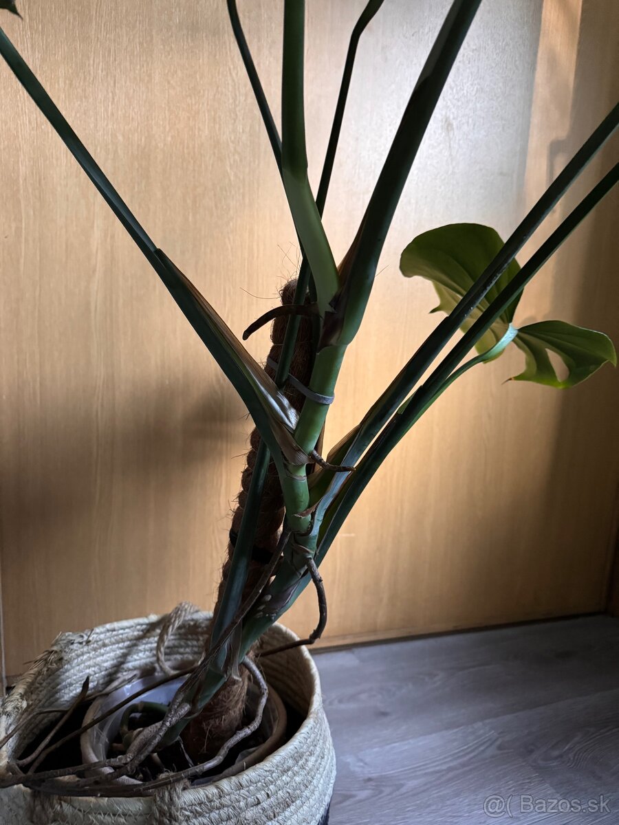 monstera deliciosa - 3