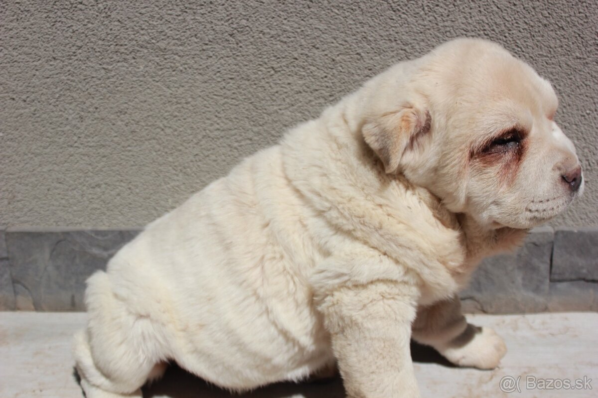 Crossbreed moloser - 3