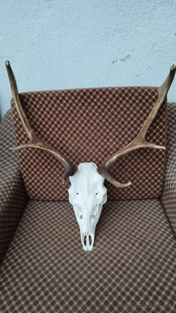 Predám trofej Daniela parožie zhody trofeje. - 3