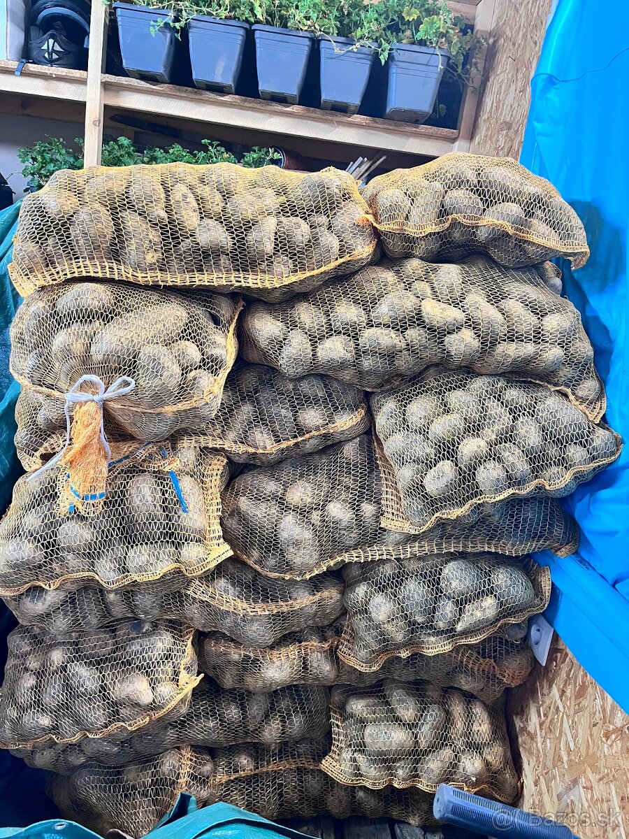 Domáce zemiaky Laura – vhodné na zimu, 25 kg vrecia - 3
