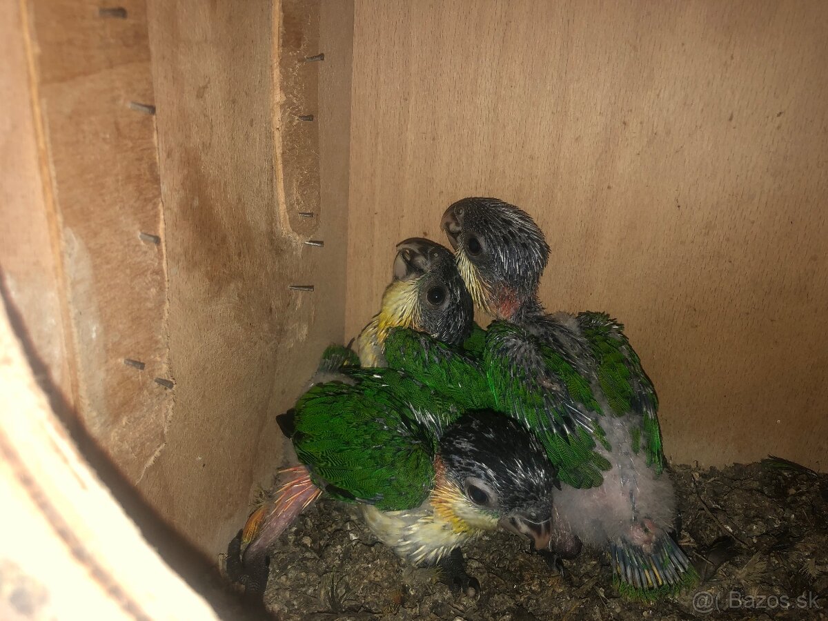 Amazonik čiernotemenny - 3