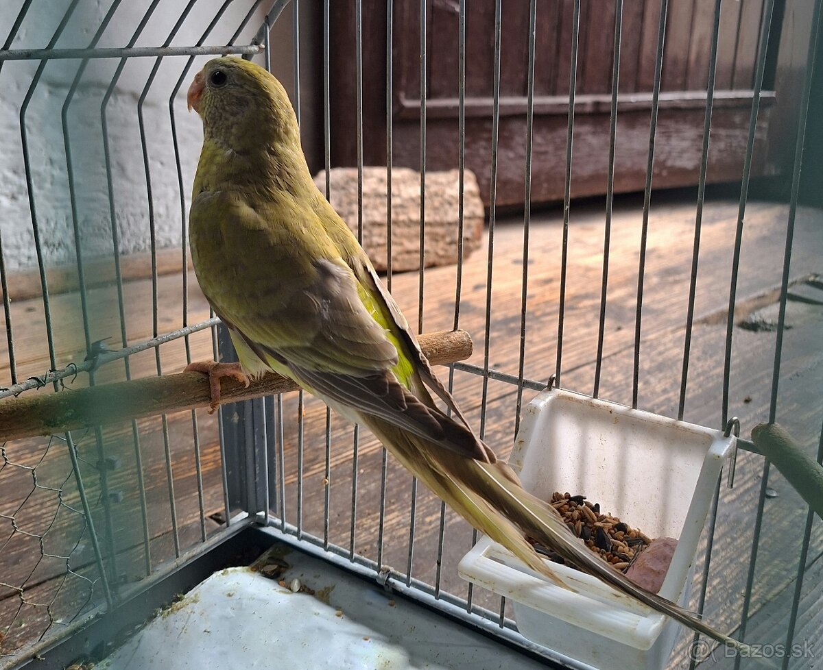 Papagaj spevavý - 3