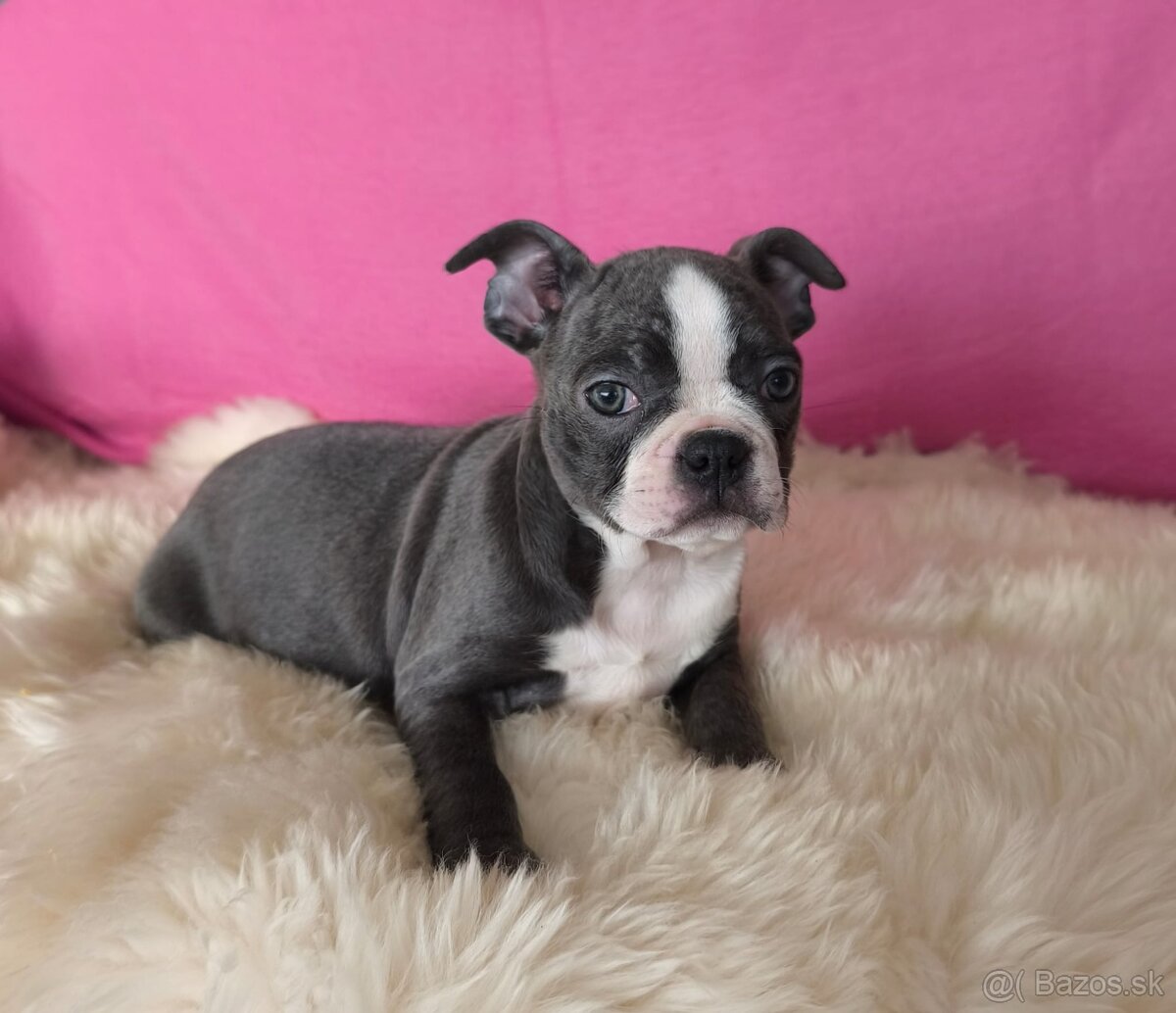 Bostonský teriér Modré šteniatka z PP - 3