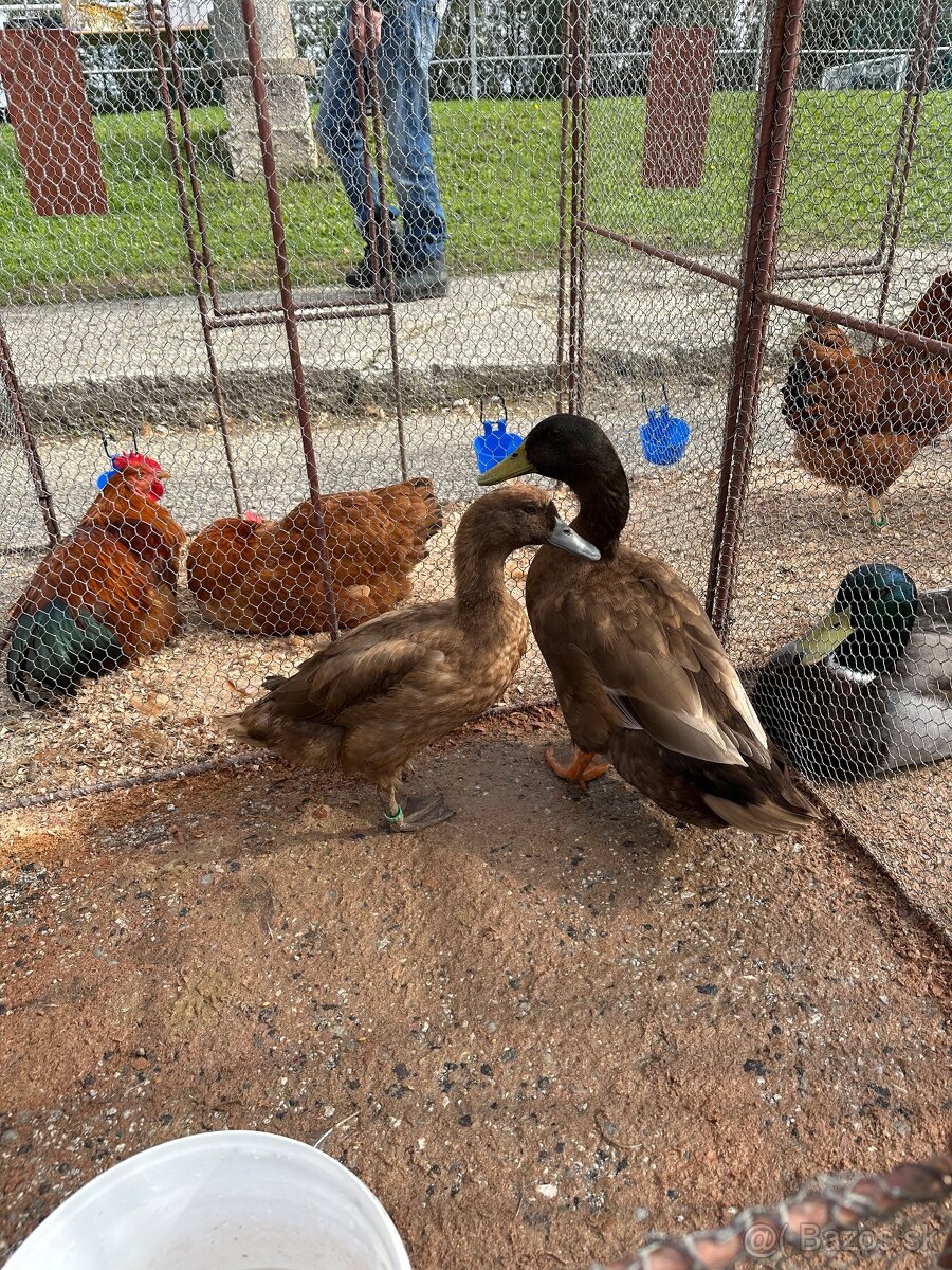 Indický bezec, Khaki Kampbel - 3