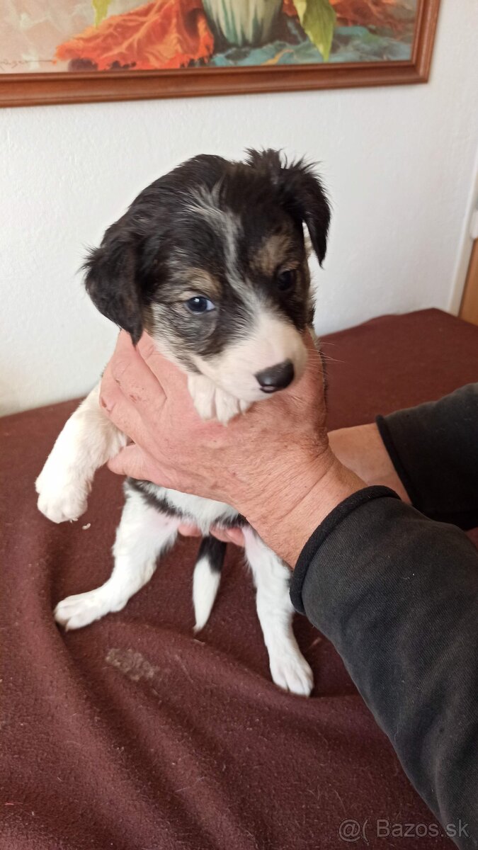 Border kólia trikolór - 3