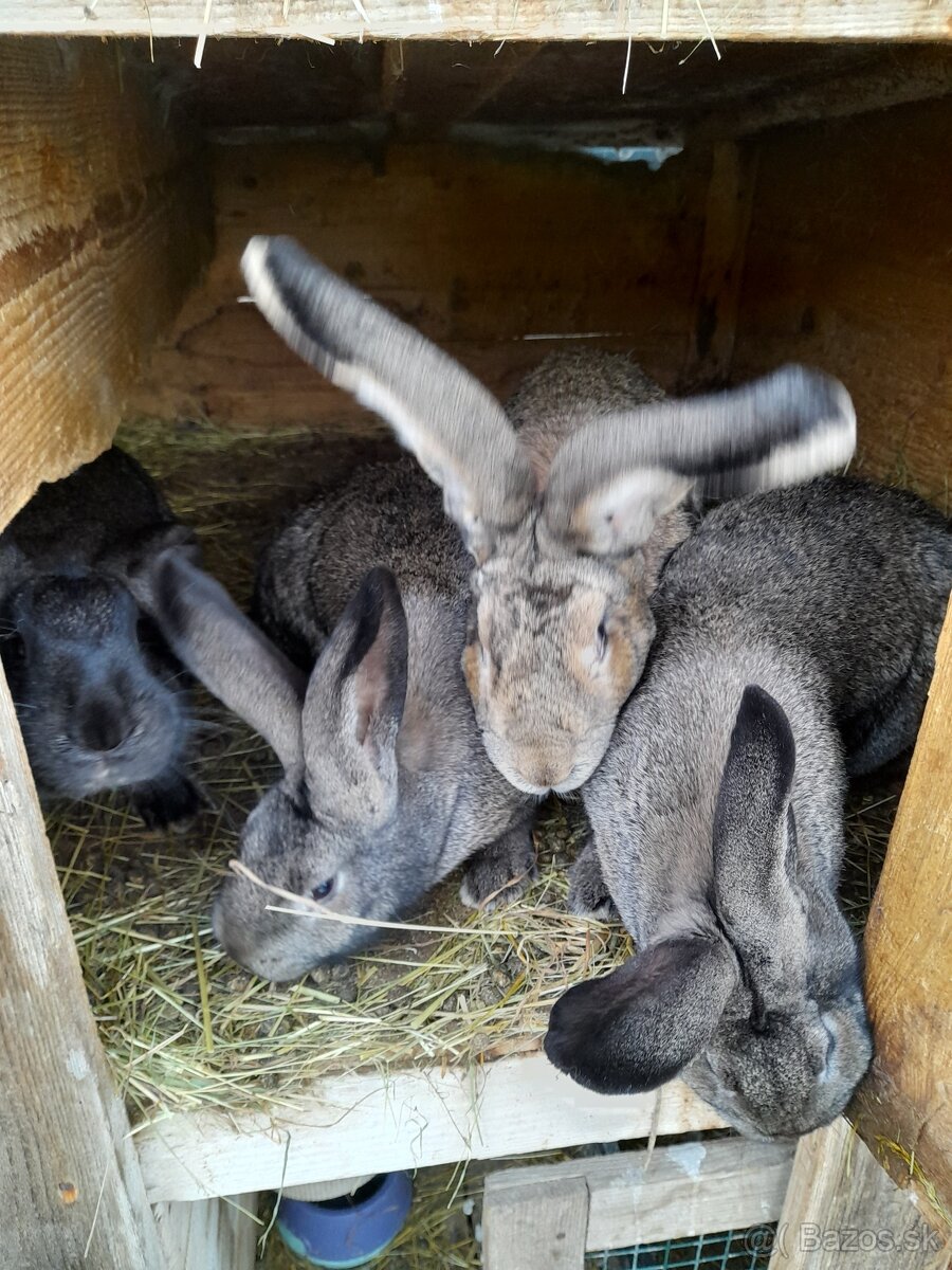 Zajace - belgický obor - 3