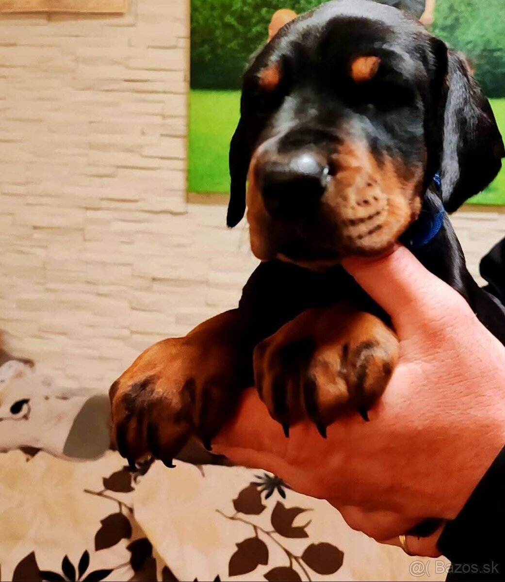 Doberman šteniatka na predaj XXL veľké plemeno - 3