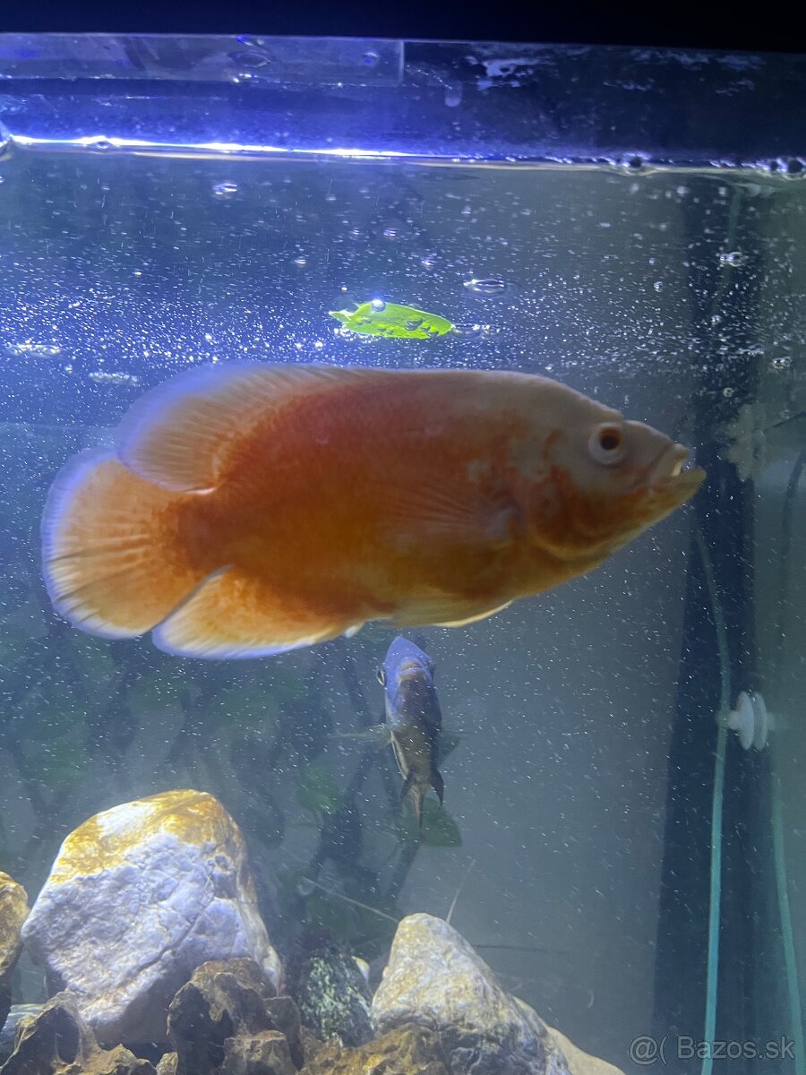 Americké cichlidy - 3