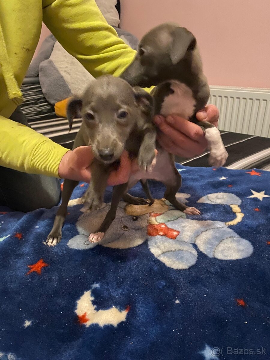 Taliansky chrtik - 3