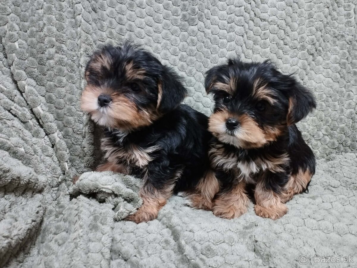 Yorkshire terrier, yorkshirsky terier, york - 3