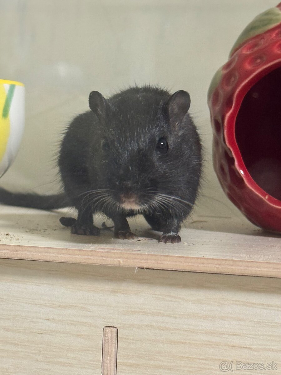 Pieskomily- darujem - 3