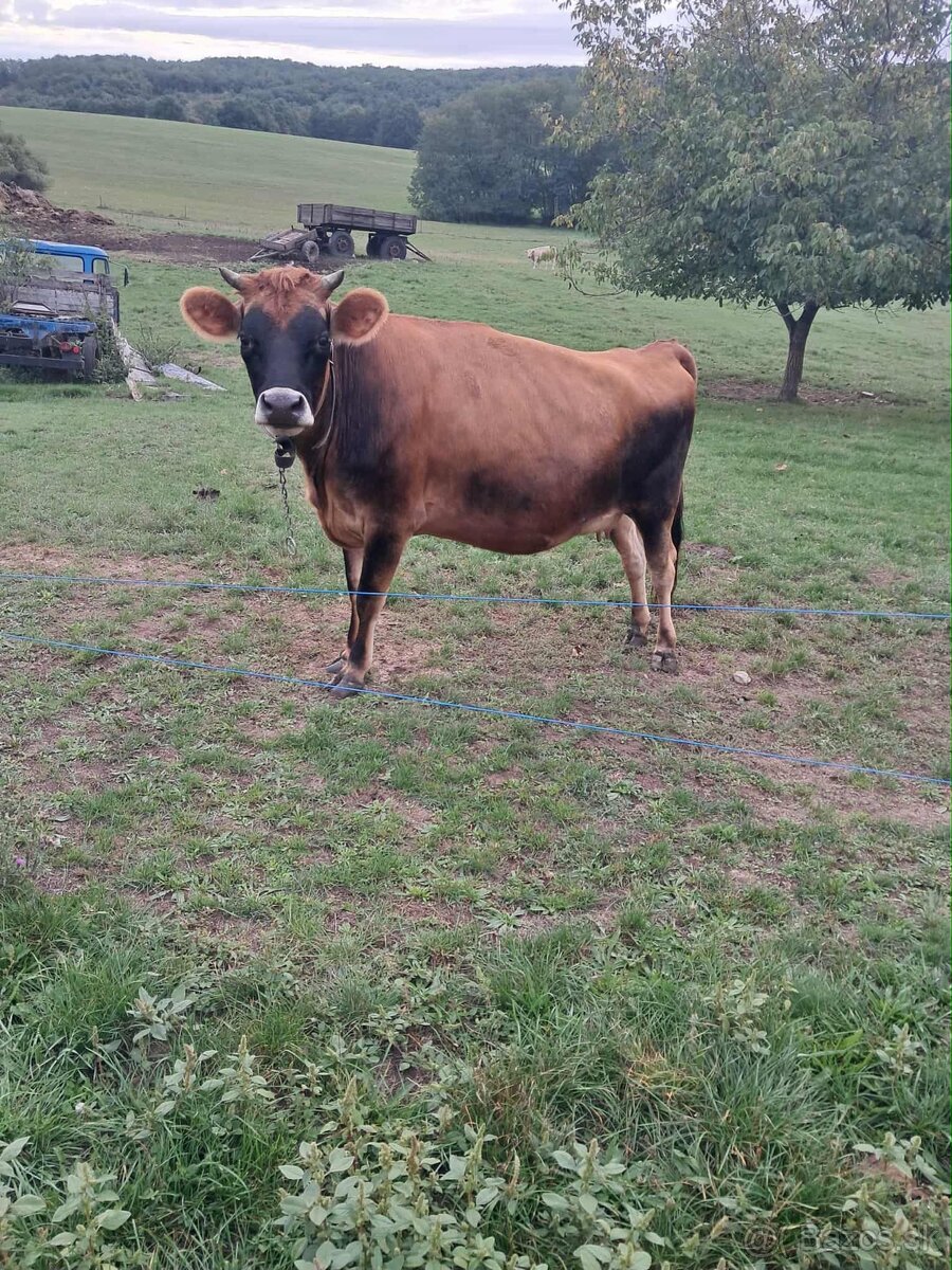 Predám Jersey kravu - 3