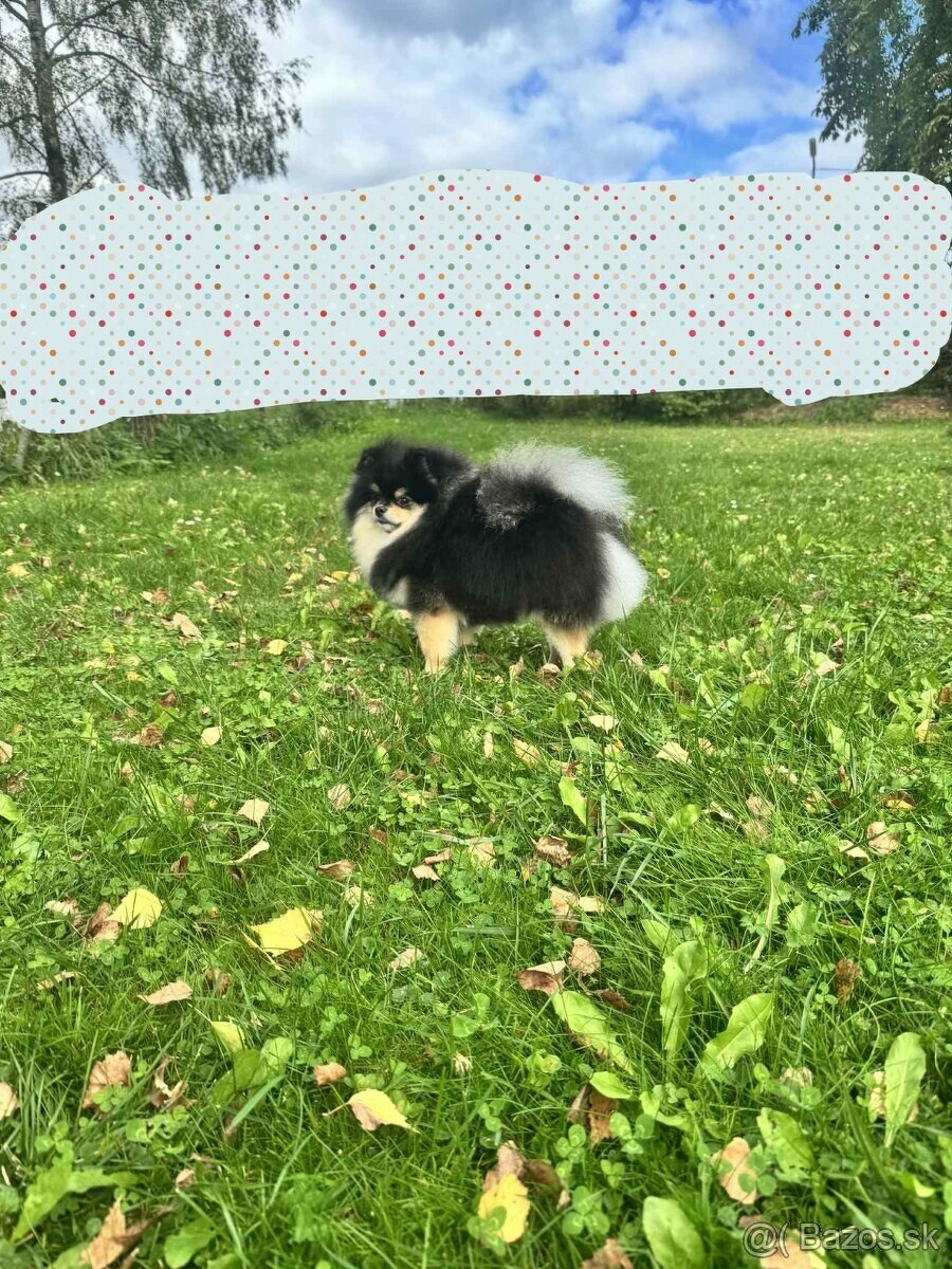 Predám pomeranian fenka - 3