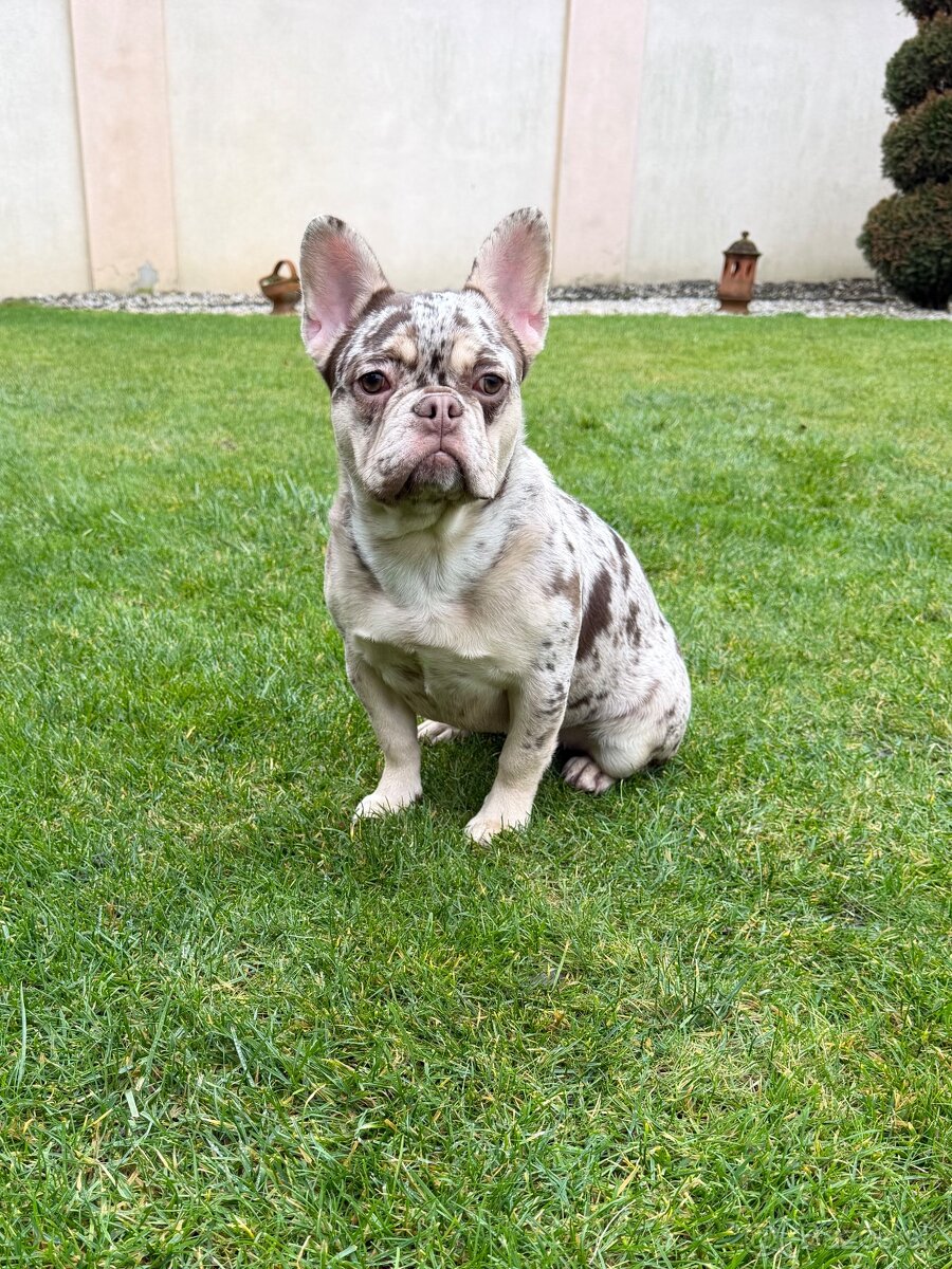 Francuzsky buldoček rojo tan merle fenka - 3