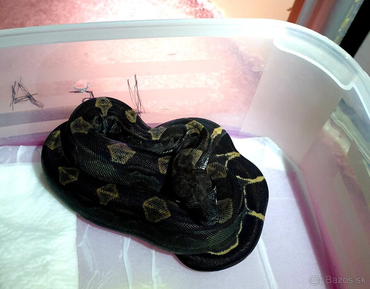 Veľhad královský - 3