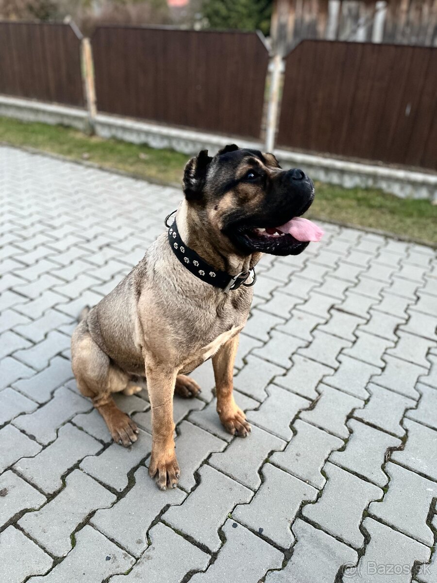 Cane corso na krytie - 3