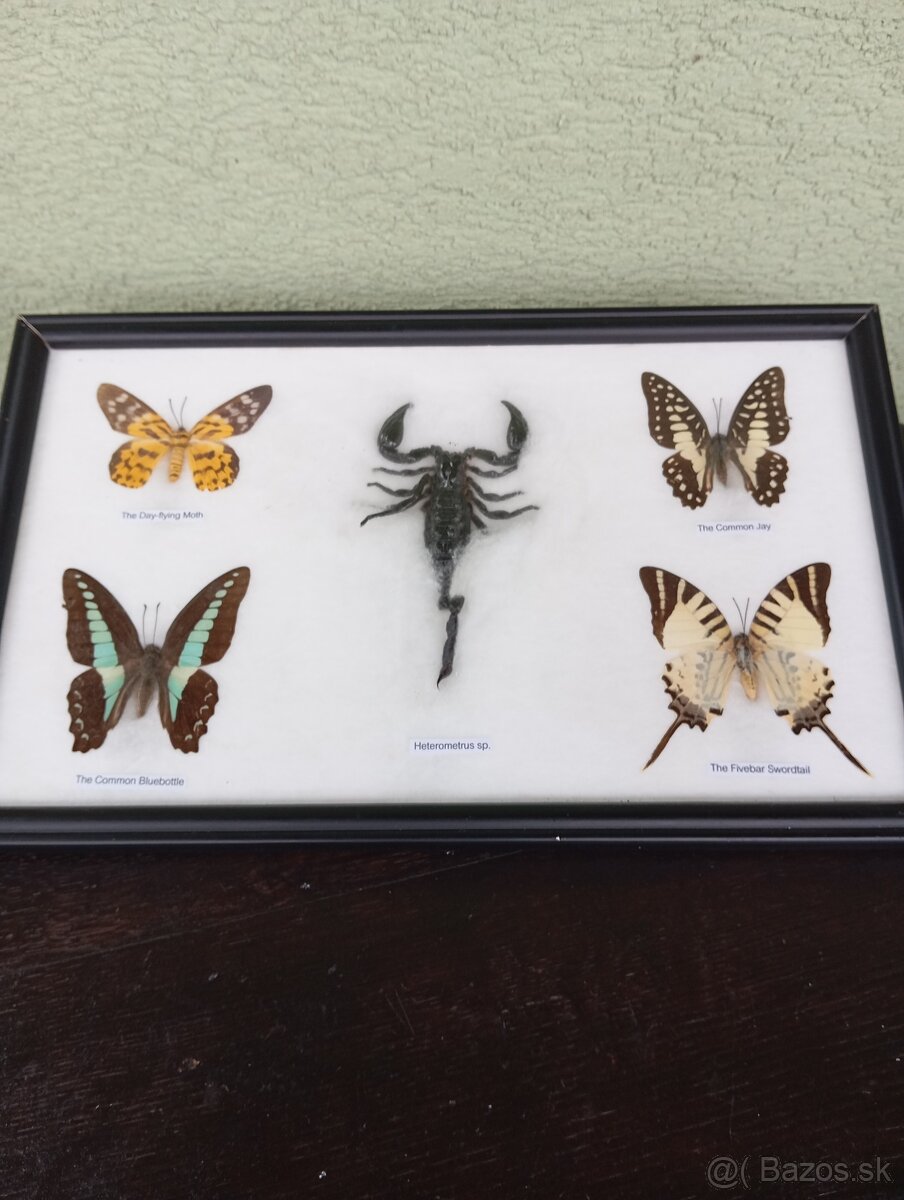 Krásna zbierka Motýľov + Škorpión - 3