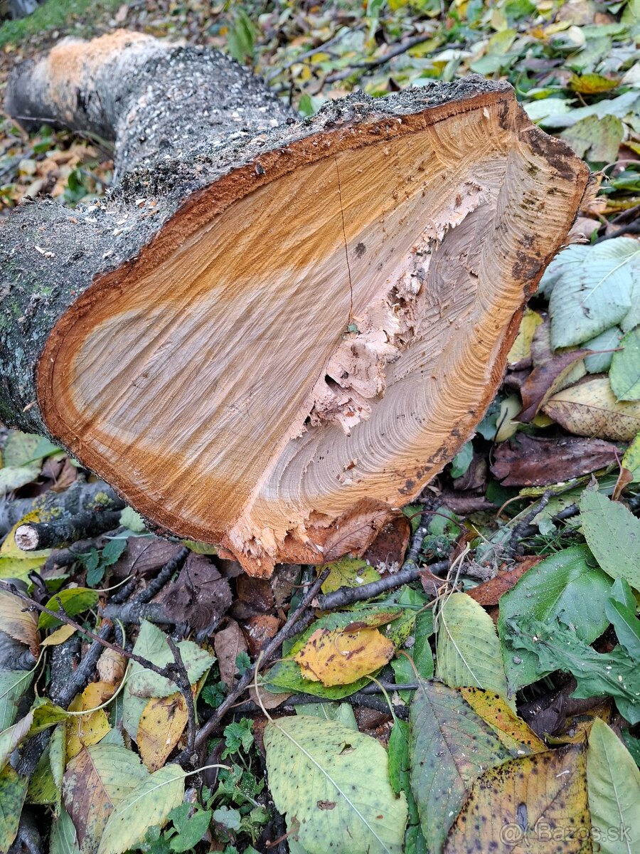 Čerešňove drevo v surovom stave guĺatina - 3