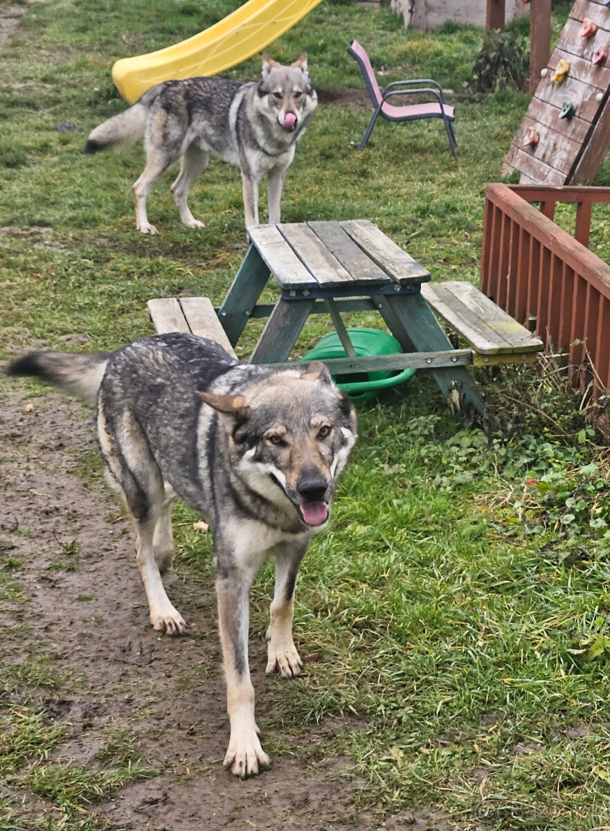 Československý vlčiak - 3