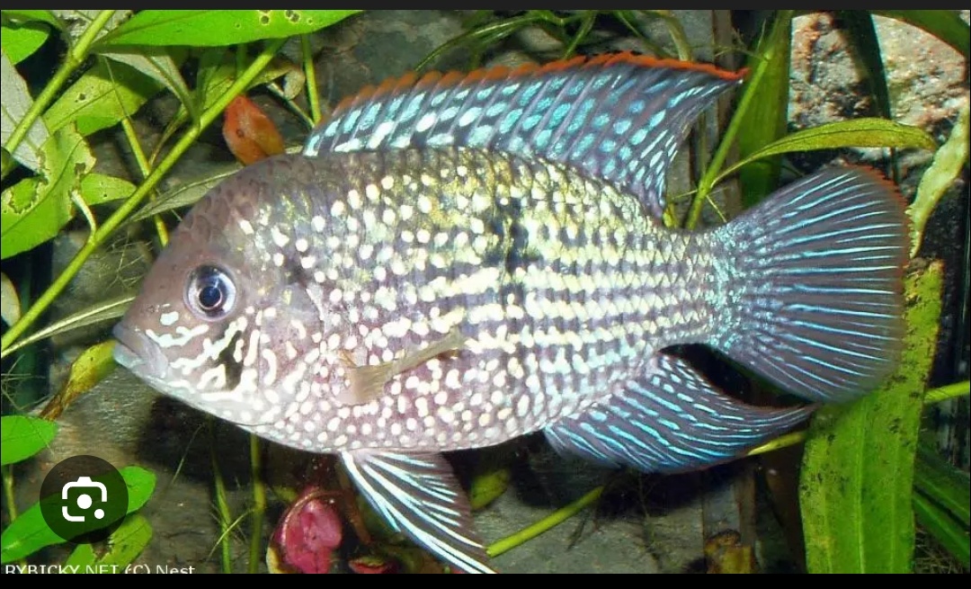 Predám Cichlidy - 3