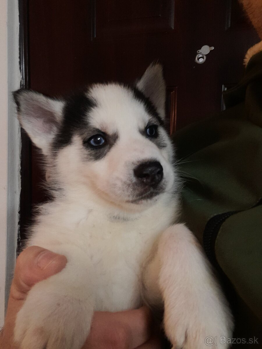 Sibirsky hasky - 3