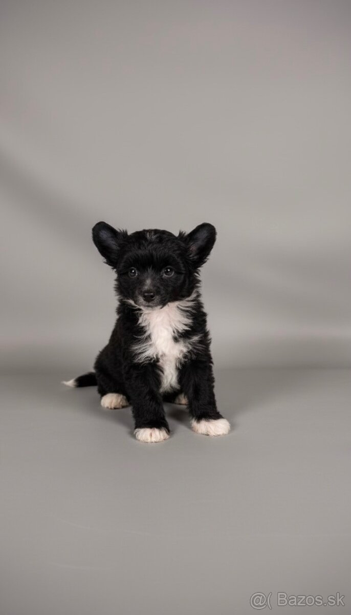 Čínsky chocholatý pes -labutienka (osrstena varieta) - 3