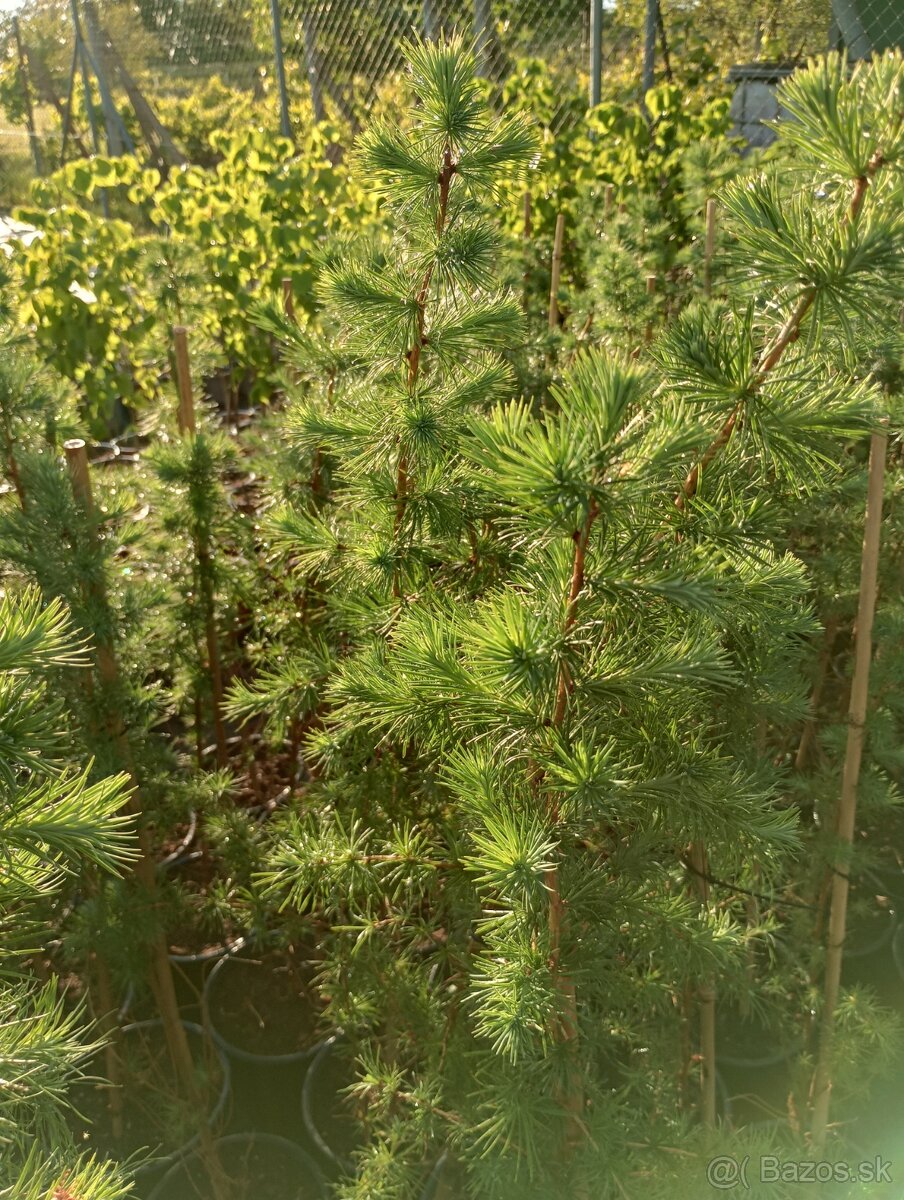 Smrekovec japonský - 3