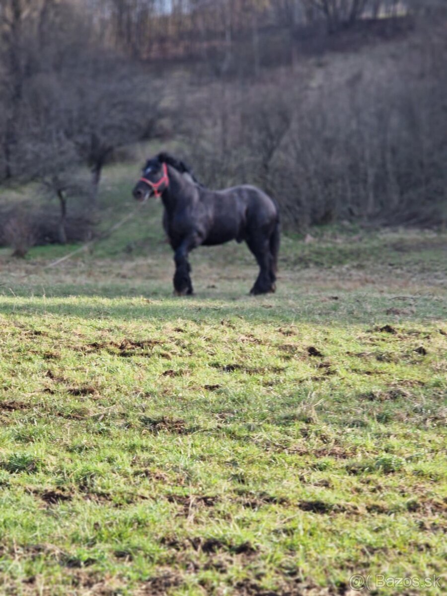 Predám čierneho žrebca - 3