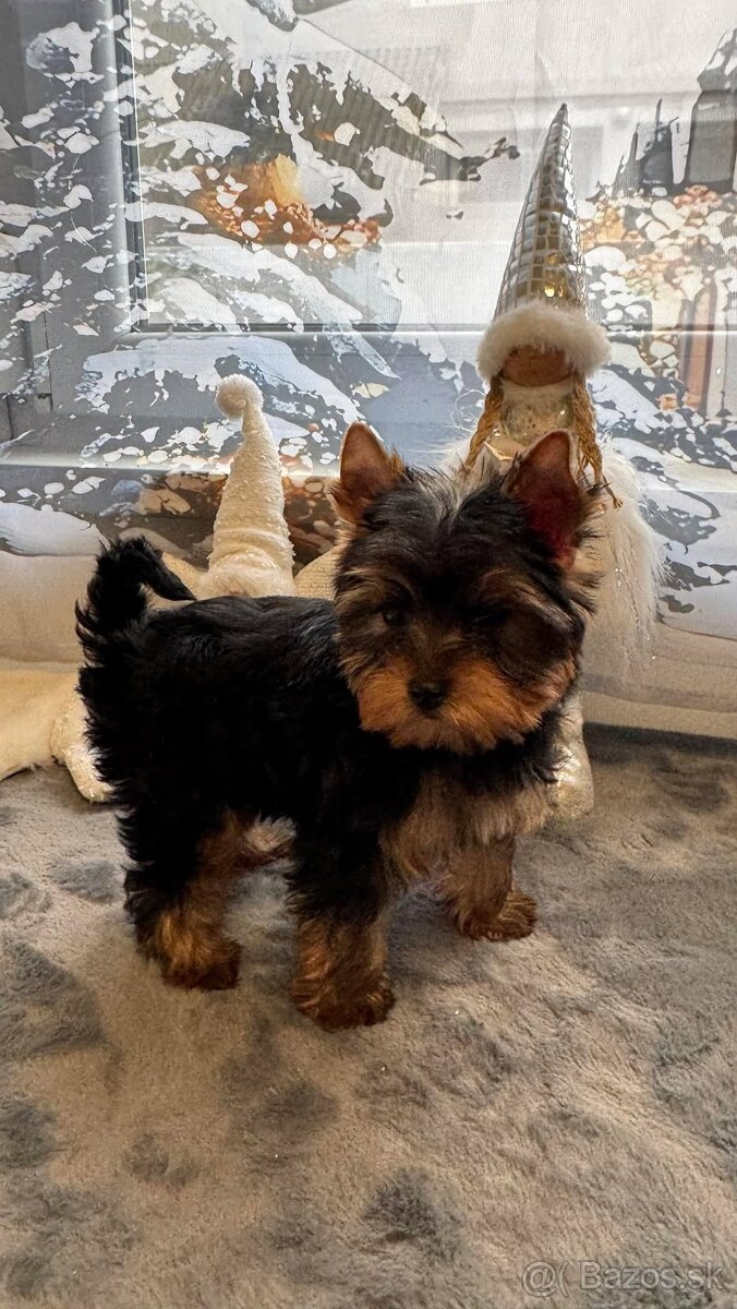 Mini Yorkshirsky Terier - 3