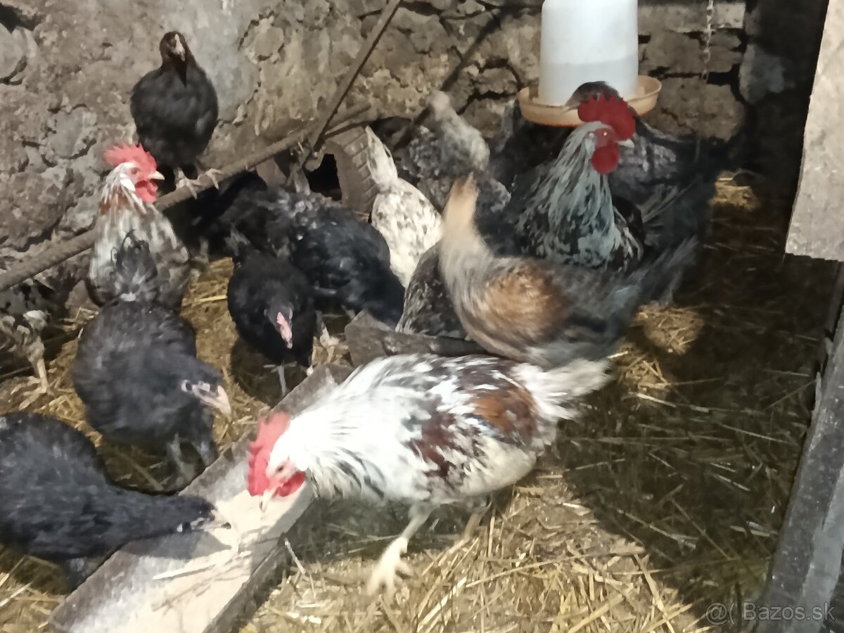 Predám mládky mix - 3