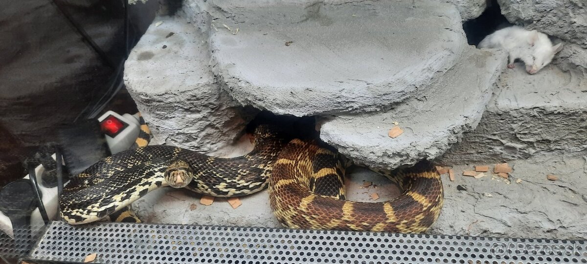 Užovka byčia PREDANÁ už len TERARKO - 3