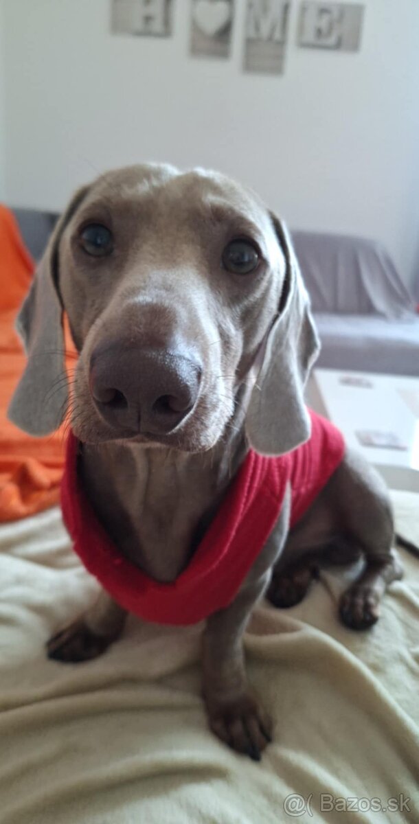 Krytie-jazvečík trpasličí - 3