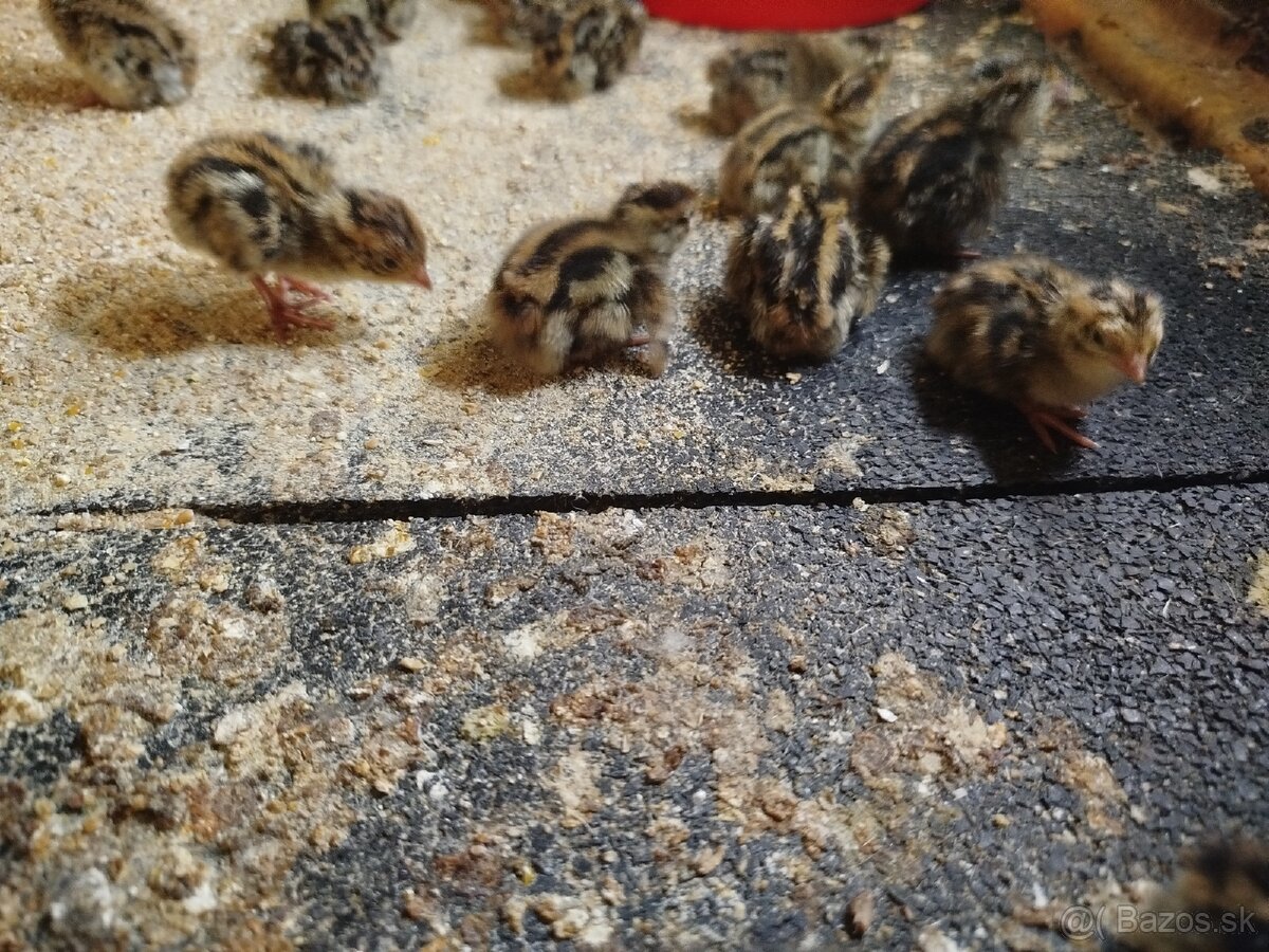 Japonské prepelice - 3