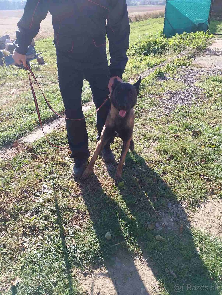 Belgický ovčiak, Cross , Nemecký ovčiak - 3