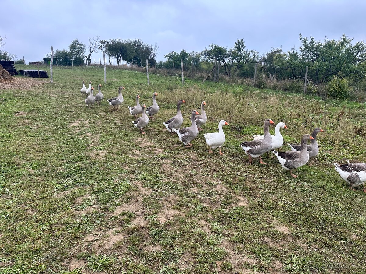 Landenské husi - 3