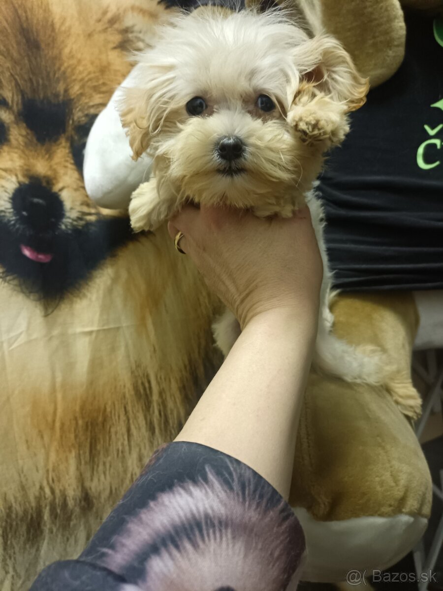 Maltipoo mini fenka do kabelky - 3