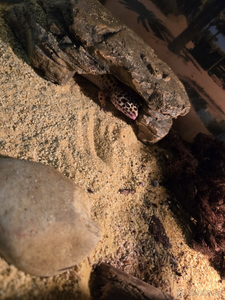 Gekončik nočný - 3