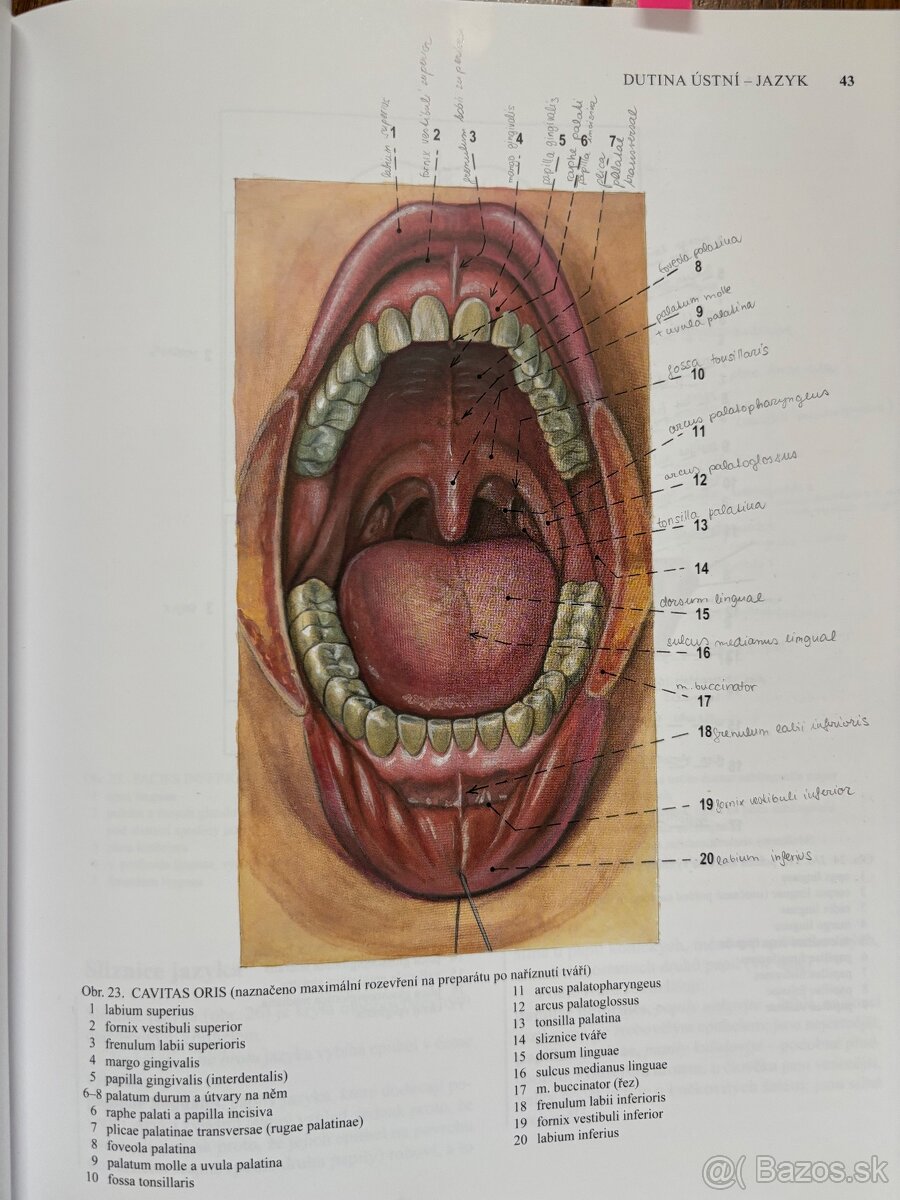 Anatomia Čihák 1,2,3 - 3