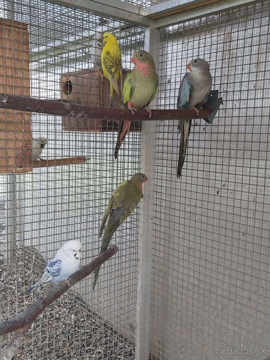 Predám rôzne druhy papagájov - 3