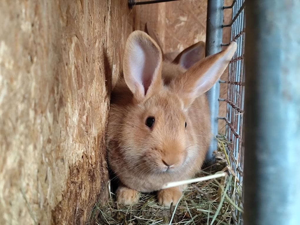 Burgunsky kralik - 3