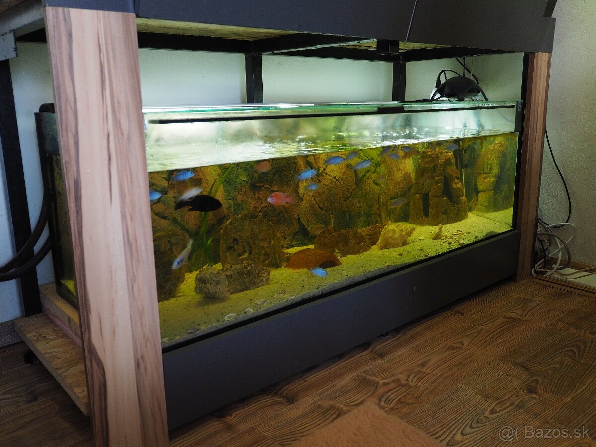 Predám akvárium s cichlidami - 3