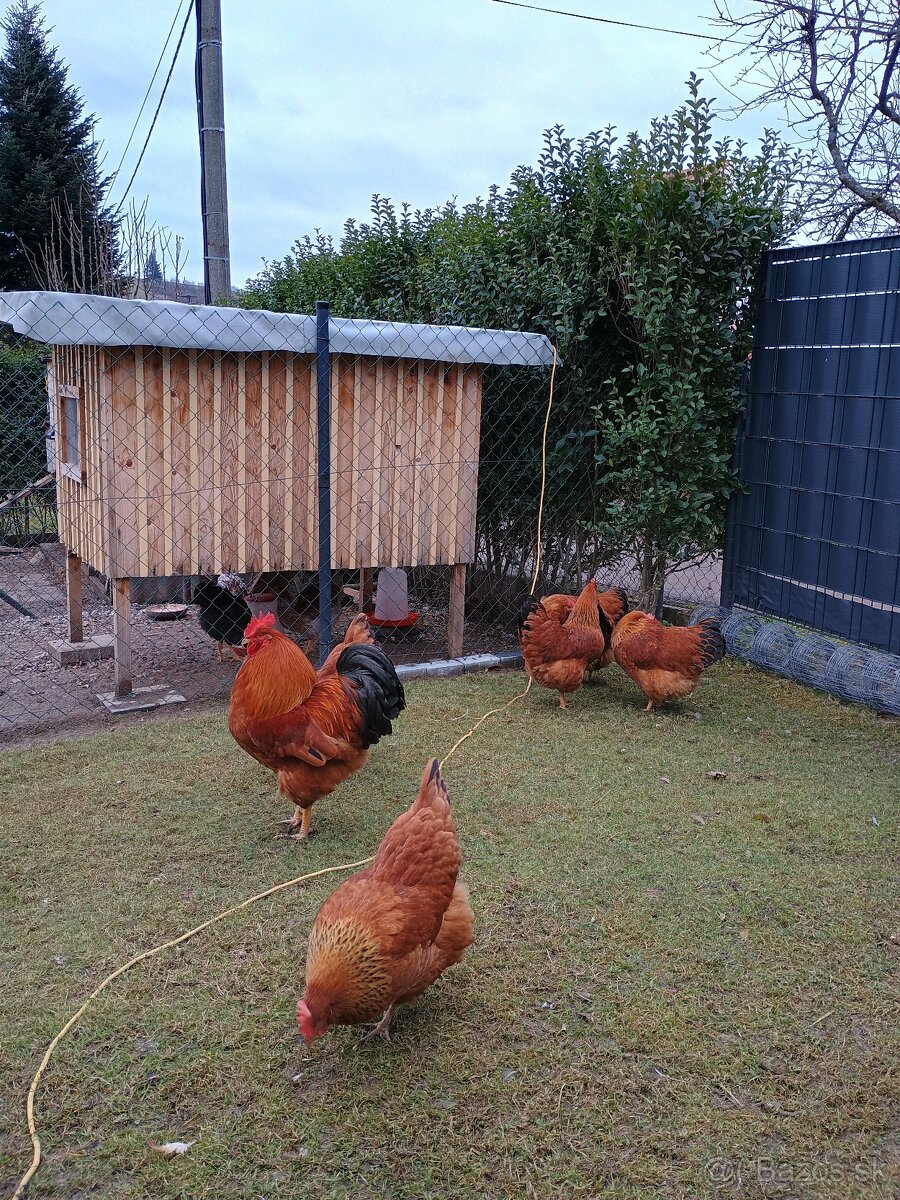 Násadove vajíčka - 3