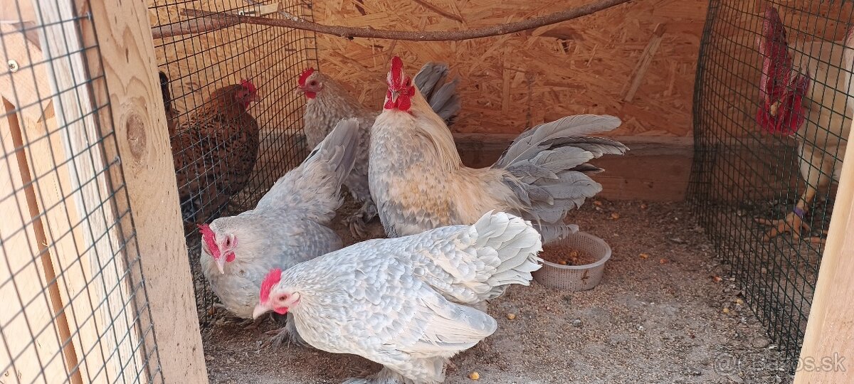 Milflerka izabelová - 3