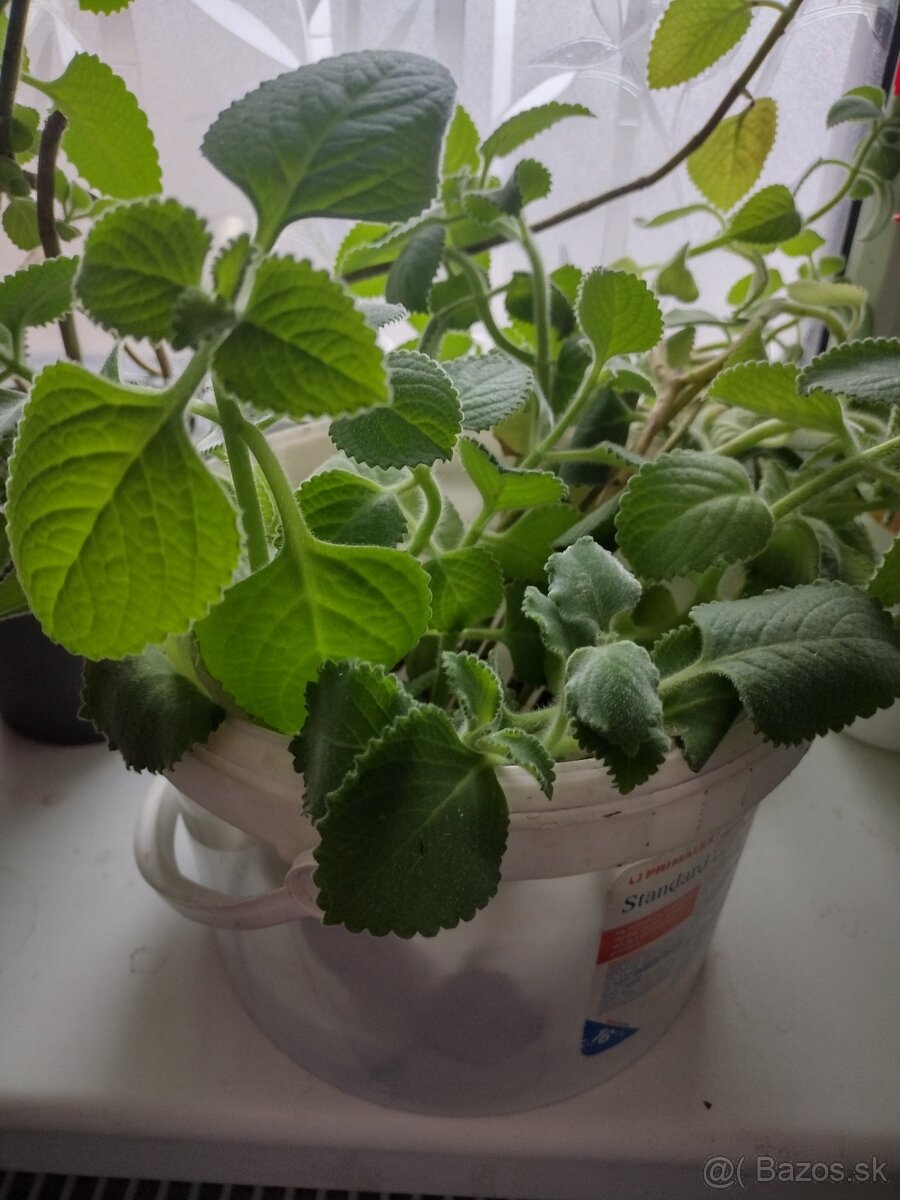 Nádchovník, rýmovník - 3