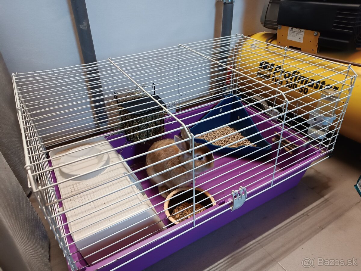 Predáme zajkov aj jednotlivo - 3